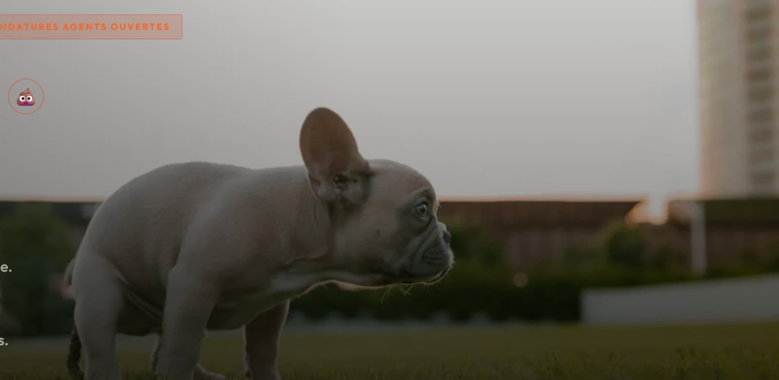 Jardin toulousain avec chiens dans la landing CrotteBusters